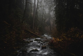 ручей, лес, туман, природа, мрак