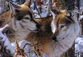 волки, пара, хищники, верность, привязанность, снег, деревья