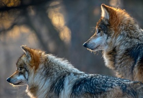 �����, ��������