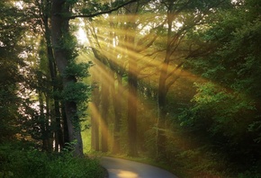 ���� ������, ���, �������