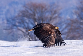 ���, �����, ������