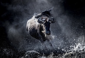 Wildebeest, Gnu, Running, Wild, Africa