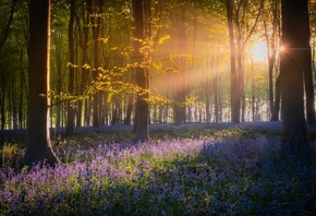 ���, �����, ������, ����