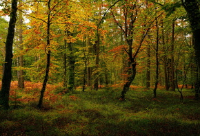 �����, ���, �������, �������