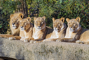 ����, ������, ������� �����, ��������, ����� �������