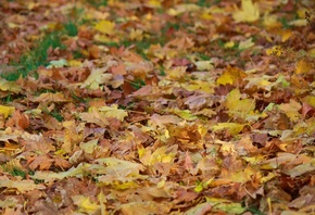 ������, �����, �����