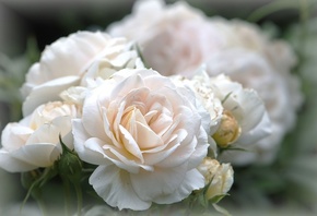 ����� Helga Kattinger, ����� ����