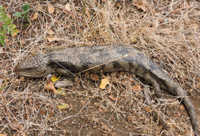 ��������, �������