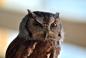 ��������, �����, ����