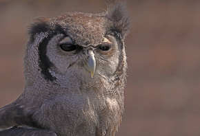 ��������, �����, ����