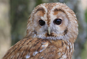 ��������, �����, ����