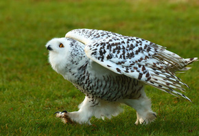 ��������, �����, ����