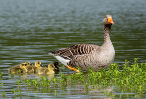 ��������, �����, ����