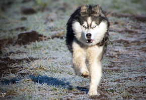 �����, �����, ��������