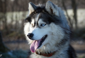 �����, �����, ����