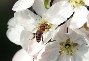 Цветок и бджола, красиво, для души