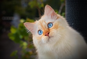 кошка, взгляд, портрет, мордочка, голубые глаза