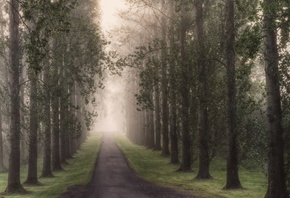 дорога, деревья, туман