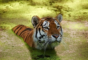 вода, тигр
