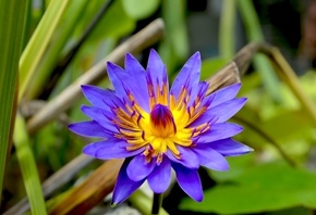 ����������, ������, �����