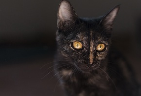 котенок, черный, уши, взгляд, карие глаза