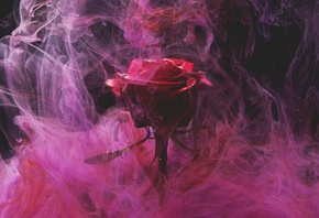 роза, цветок, дым