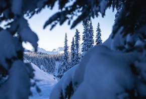 елки, деревья, снег, зима, природа, пейзаж