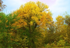 деревья, листья, кусты, осень