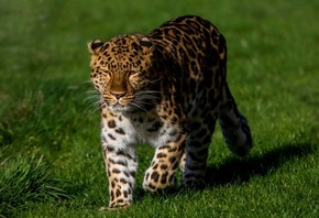 леопард, хищник, животное, кошачьи, усы, пятна, пятнистый, трава