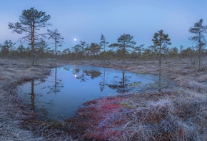 лунное утро, на болоте, апрель, фото, Павел Ващенков