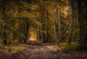 лес, дорога, осень
