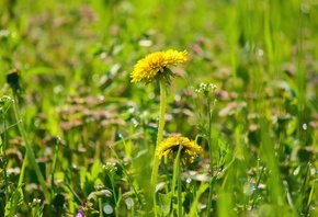 трава, одуванчик, весна