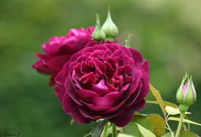 розы, боке, фотограф Eleanor