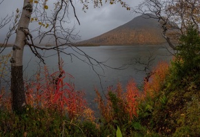 осень, берёзка, север, фото, Павел Ващенков
