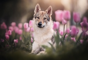 природа, цветы, тюльпаны, животное, собака, пёс