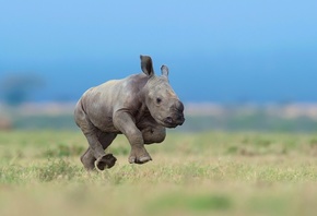 африка, маленький, носорог, бежит