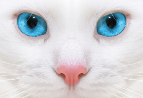 глаза кошки, глаза, белая кошка