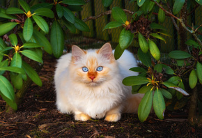 красивый, бежевый, кот, с, голубыми, глазами, сидит, в, зеленых, листьях