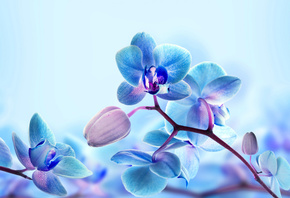 красивая, голубая, орхидея