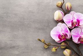 орхидея, pink, flowers, orchid