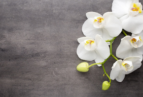 орхидея, белая, цветы, веточка