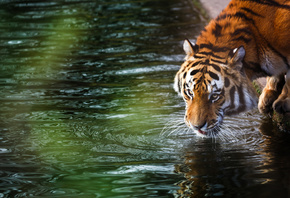 красивый, качественый, тигр, пьёт, воду