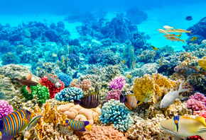 красивые, рыбки, среди, радужных, коралов