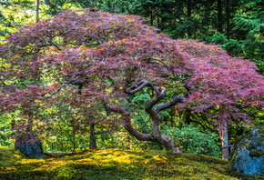 , Portland, Japanese, Garden, , 