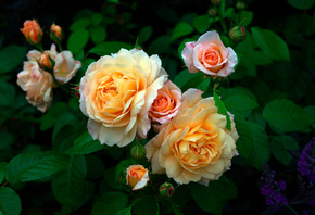 красивые, пышные, розы