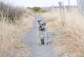 Lakeland Terrier, тропа, трава, собака, сидит
