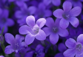 Purple Campanula, , ,  ,  