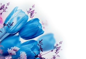 голубые, тюльпаны, на, белом, фоне