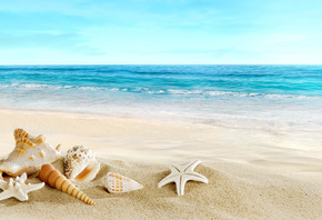 морские, ракушки, разной, формы, песок, море, пляж, лето, HD, обои