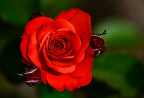 красная роза, черный фон, бутоны